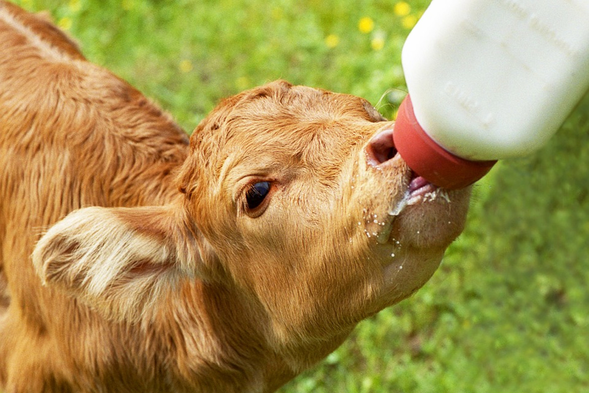 Key insights into colostrum use - LSL Auctions News