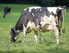 Dairy cow