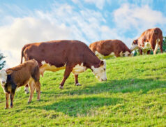 Dairy cows