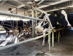 Dairy milking