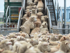 Exports beef sheepmeat