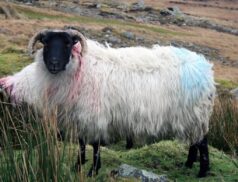 ICSA sheep farmers