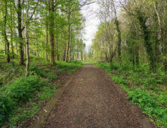 Ireland forest