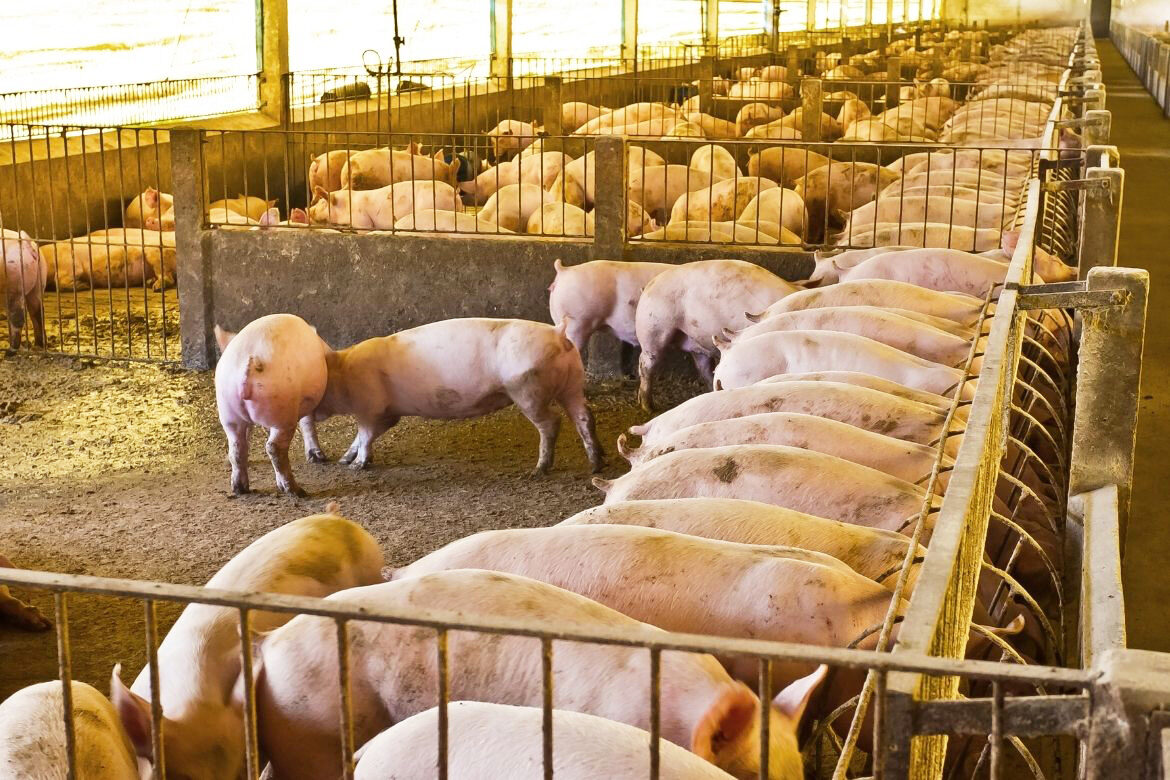 Irish pig farm