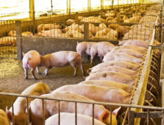 Irish pig farm