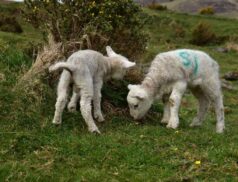 lambs