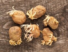 Seed potatoes