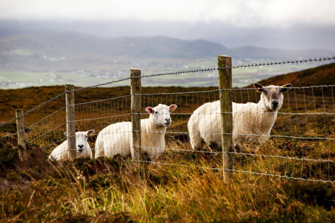 Sheep Ireland