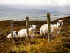 Sheep Ireland