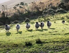 Sheep attacks by dogs