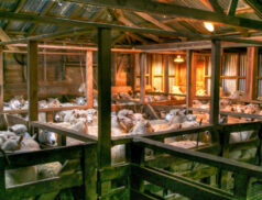 Sheep housing