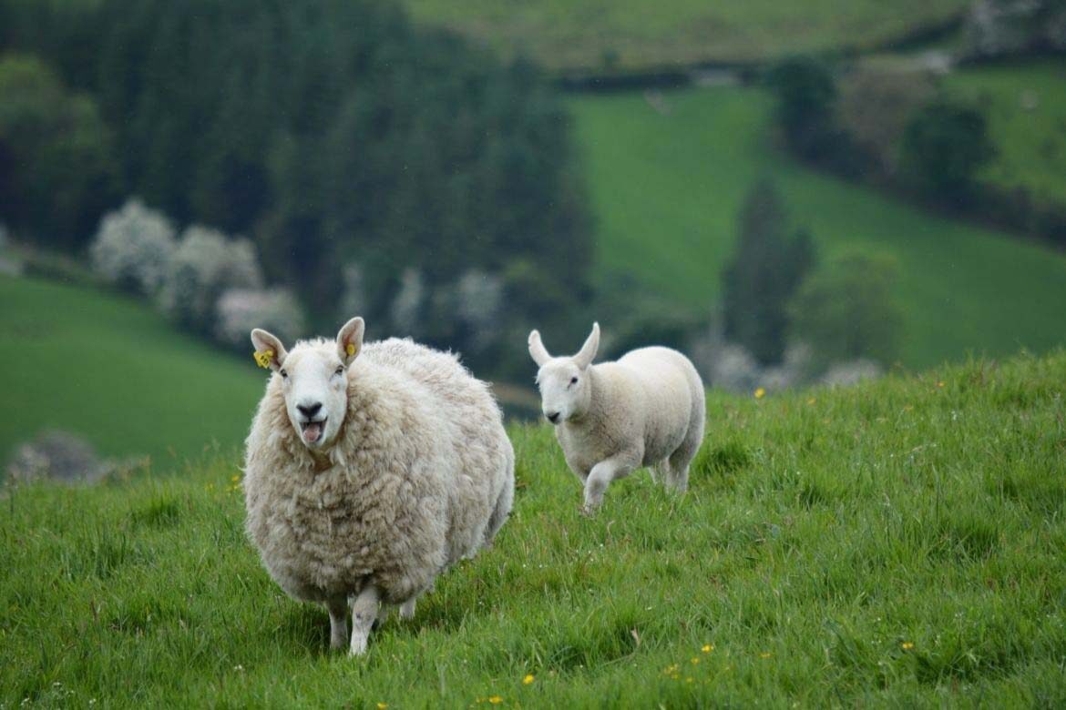 LSL Select Price Report – Sheep Mart 23/01/2023