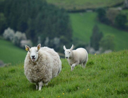 Sheep imports