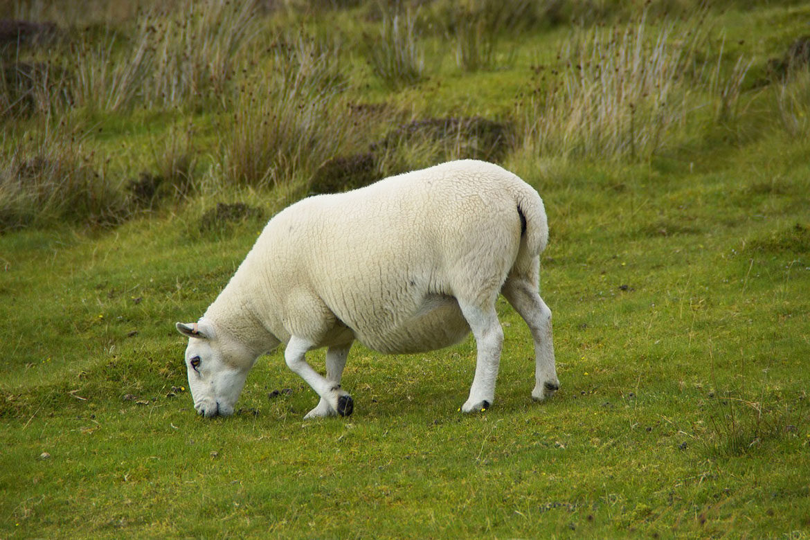 Pregnant sheep