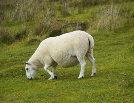 Pregnant sheep