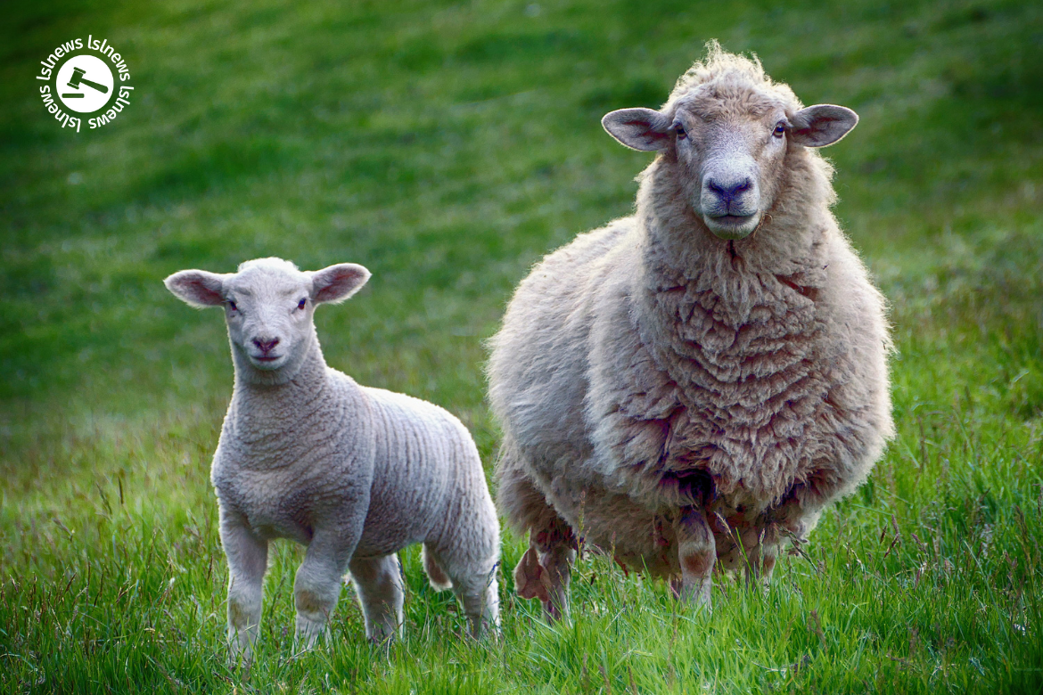 LSL Select Price Report – Sheep Mart – 16/02/2023