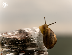 Ireland's snail farmers need support to grow industry