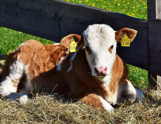 Tagging calves