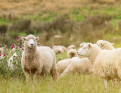 Farmers call for tougher legislation to protect sheep from dog attacks