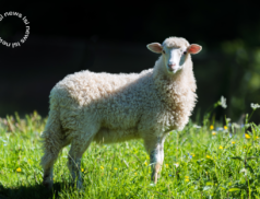 LSL Select Price Report – Sheep Mart – 14/02/2023