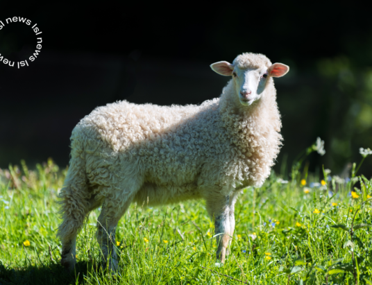 LSL Select Price Report – Sheep Mart – 14/02/2023