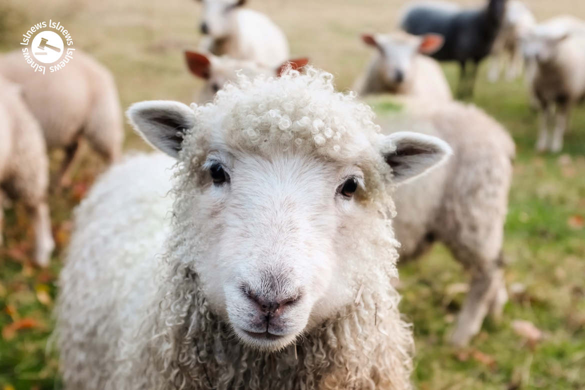 LSL Sample Price Report – Sheep Mart 21/01/2022
