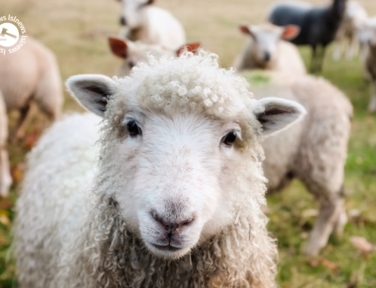 LSL Select Price Report – Sheep Mart 19/12/2022