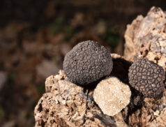 Ireland grows truffles for the first time