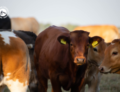 LSL Select Price Report – Cattle Mart 02/02/2022
