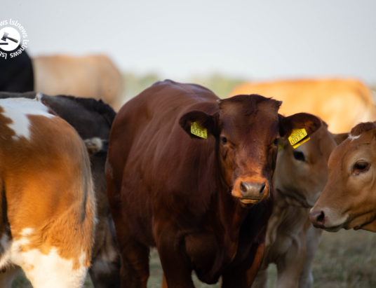 LSL Select Price Report – Cattle Mart 02/02/2022