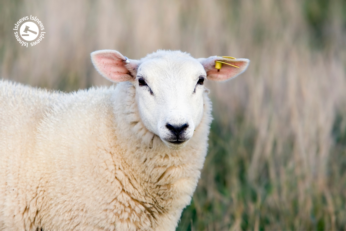 LSL Select Price Report – Sheep Mart 02/02/2022