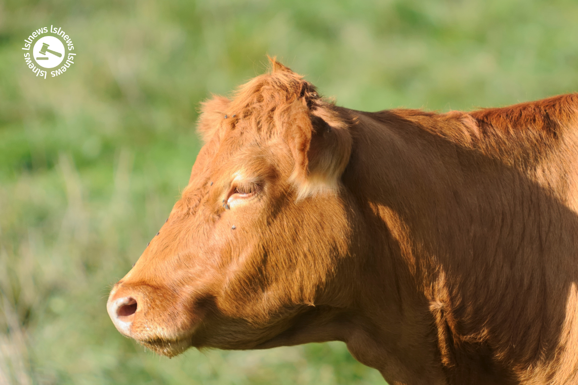 LSL Select Price Report – Cattle Mart 28/06/2022