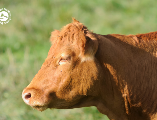LSL Select Price Report – Cattle Mart 28/06/2022