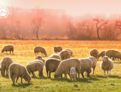 LSL Select Price Report – Sheep Mart 03/02/2022