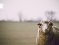 LSL Select Price Report – Sheep Mart 04/02/2022