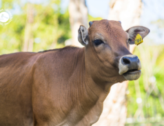 LSL Select Price Report – Cattle Mart 07/02/2022