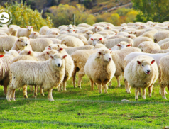 LSL Select Price Report – Sheep Mart 07/02/2022