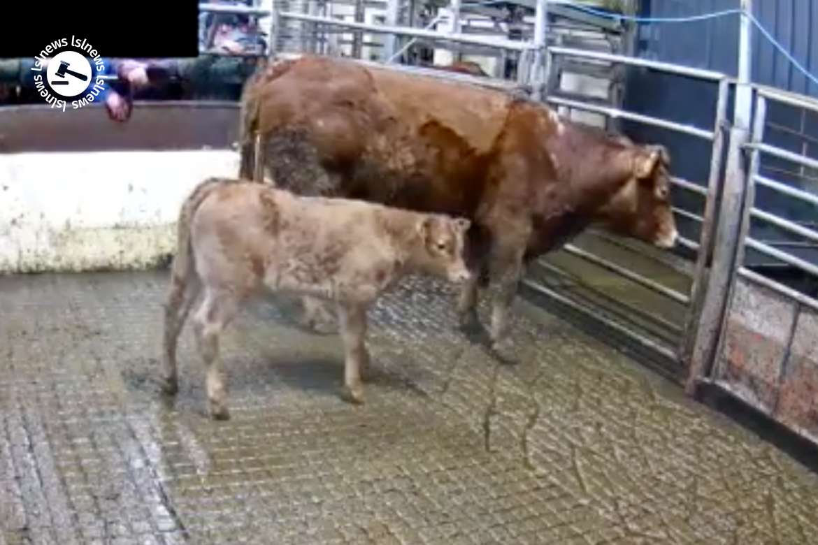 Highest selling Limousin pair at Carrigallen Mart, Lot 812 sold for €2220 via LSL Auctions