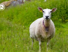 LSL Select Price Report – Sheep Mart 13/07/2022