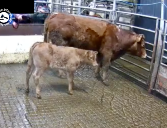Highest selling Limousin pair at Carrigallen Mart, Lot 812 sold for €2220 via LSL Auctions