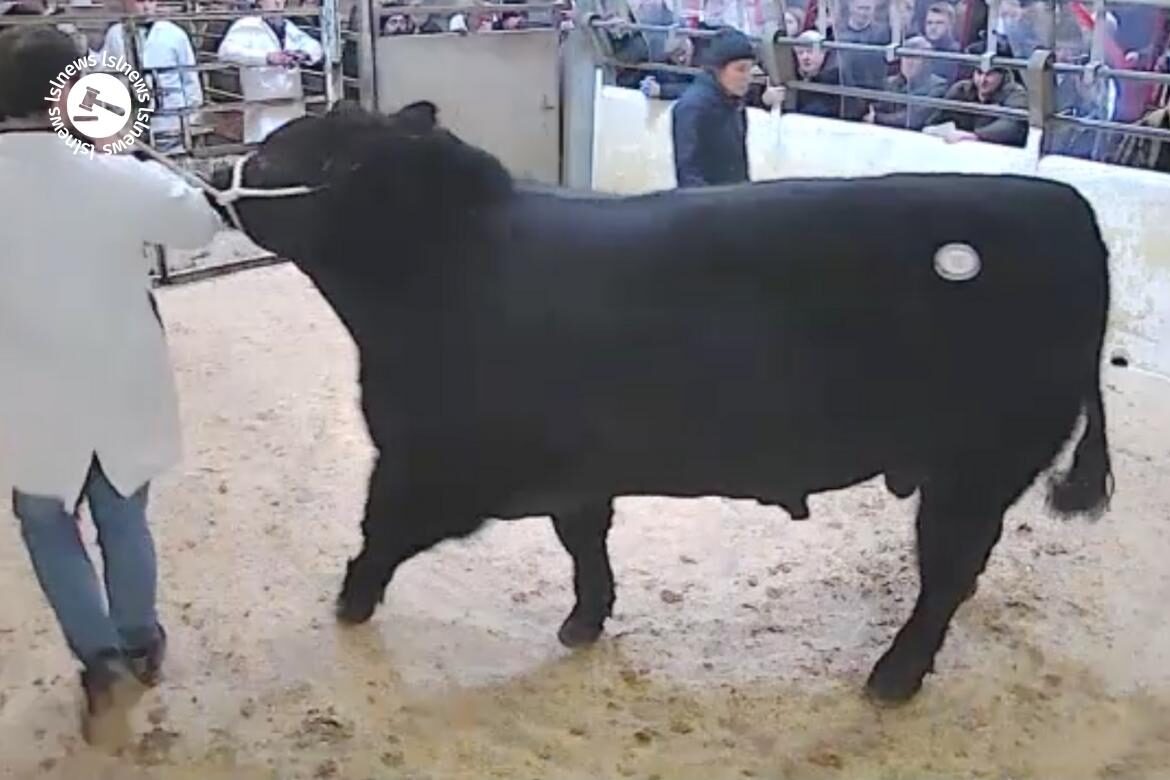 Show AA Bull at Dungannon Mart, lot40 sold for £4.200