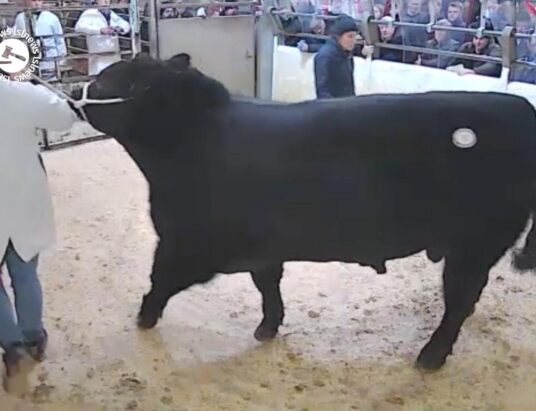 Show AA Bull at Dungannon Mart, lot40 sold for £4.200