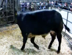 Lot 160