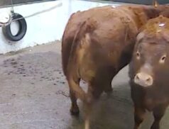 Must see lot at Ballymote Mart. Cow with bull calf in Lot 2604, sold for €2420.00 via LSL Auctions