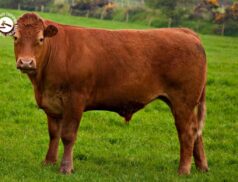 LSL Select Price Report – Cattle Mart 02/12/2022