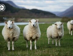 LSL Select Price Report – Sheep Mart 21/06/2022