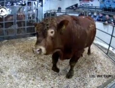 Big interest in Lot 81 - Limousin Bullock sold for €2350 at Carnaross via LSL Auctions