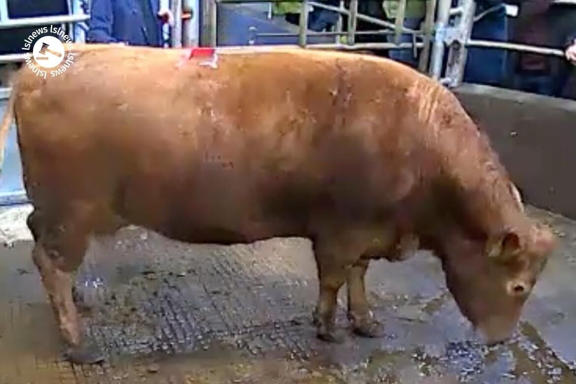 Great Limousin Dry Cow had big interest at Kilrush Mart. Check out Lot 113 sold for €1960