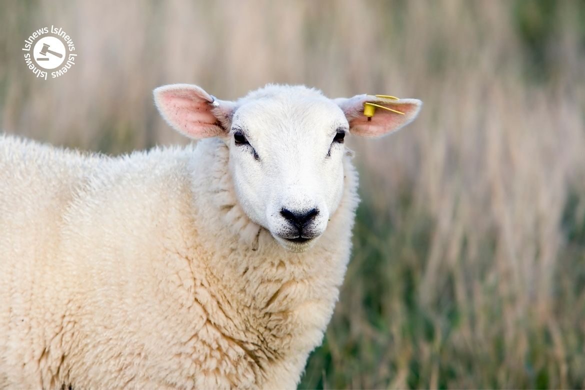 LSL Select Price Report – Sheep Mart 30/01/2023