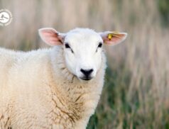 LSL Select Price Report – Sheep Mart 26/05/2022